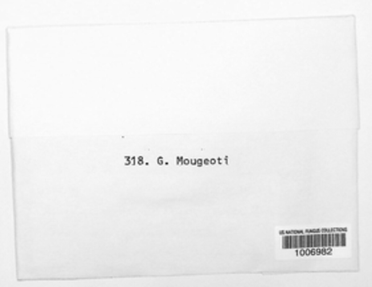 Melasmia mougeotii image